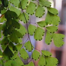 Capelvenere, una felce dalle belle foglie: come curarla? Si può coltivare in casa o in giardino?