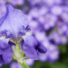 Fiore blu violetto: quali altre caratteristiche ha l’ireos? Come coltivarlo?