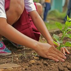 Attrezzi da giardino: ecco quali sono e i migliori in vendita