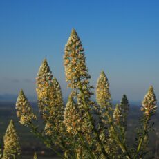 Fiore giallo verdognolo: come curare le reseda nei vasi o in giardino?