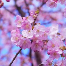 Alberi di ciliegio: ecco quando e come piantarli nel proprio giardino