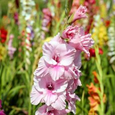 Gladioli e giaggioli: caratteristiche e semina di questi fiori