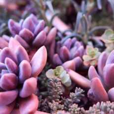 Echeveria rossa: come si cura la pianta di Natale? Dove posizionarla?