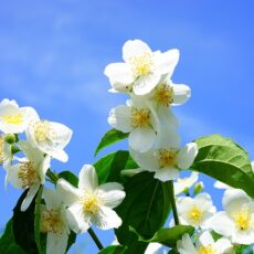 Gelsomino foglie gialle: come curarlo? Cosa usare?