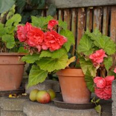 Prepara il tuo giardino per l’estate: idee e consigli per un arredo outdoor perfetto